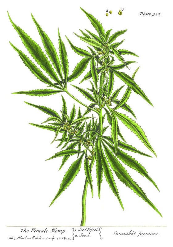 the female hemp plant cannabis foemina elizabeth blackwell