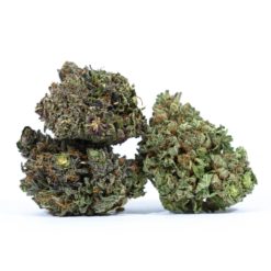 PURPLE-PUNCH-marijuana-strain-Buy-Online-Canada