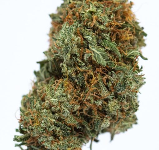 INGRID-cannabis-strain-Buy-Online-Canada