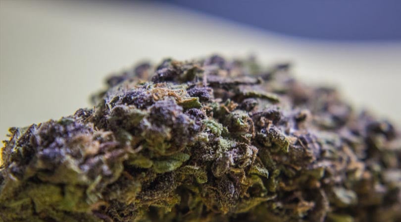 Most-Popular-Weed-Strains