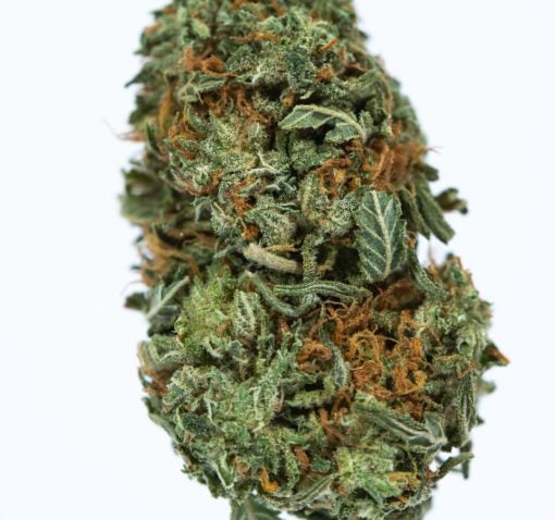 RECON-marijuana-strain-Buy-Online-Canada