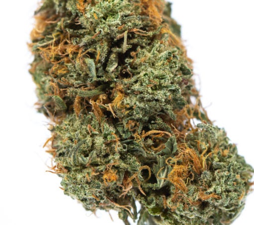 SHIVA-SKUNK-marijuana-strain-Buy-Online-Canada