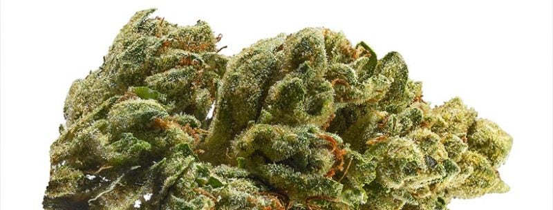 Most Popular Weed Strains