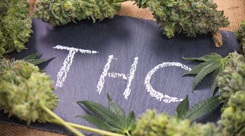 What Does THC Do Tetrahydrocannabinol in Action
